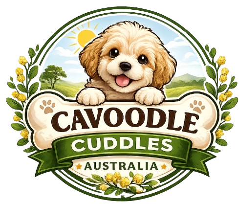 Cavoodle Puppies for Sale Australia